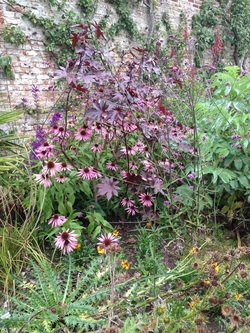 Echinacea, aberdeenshire, Scotland, aberdeen, castle fraser